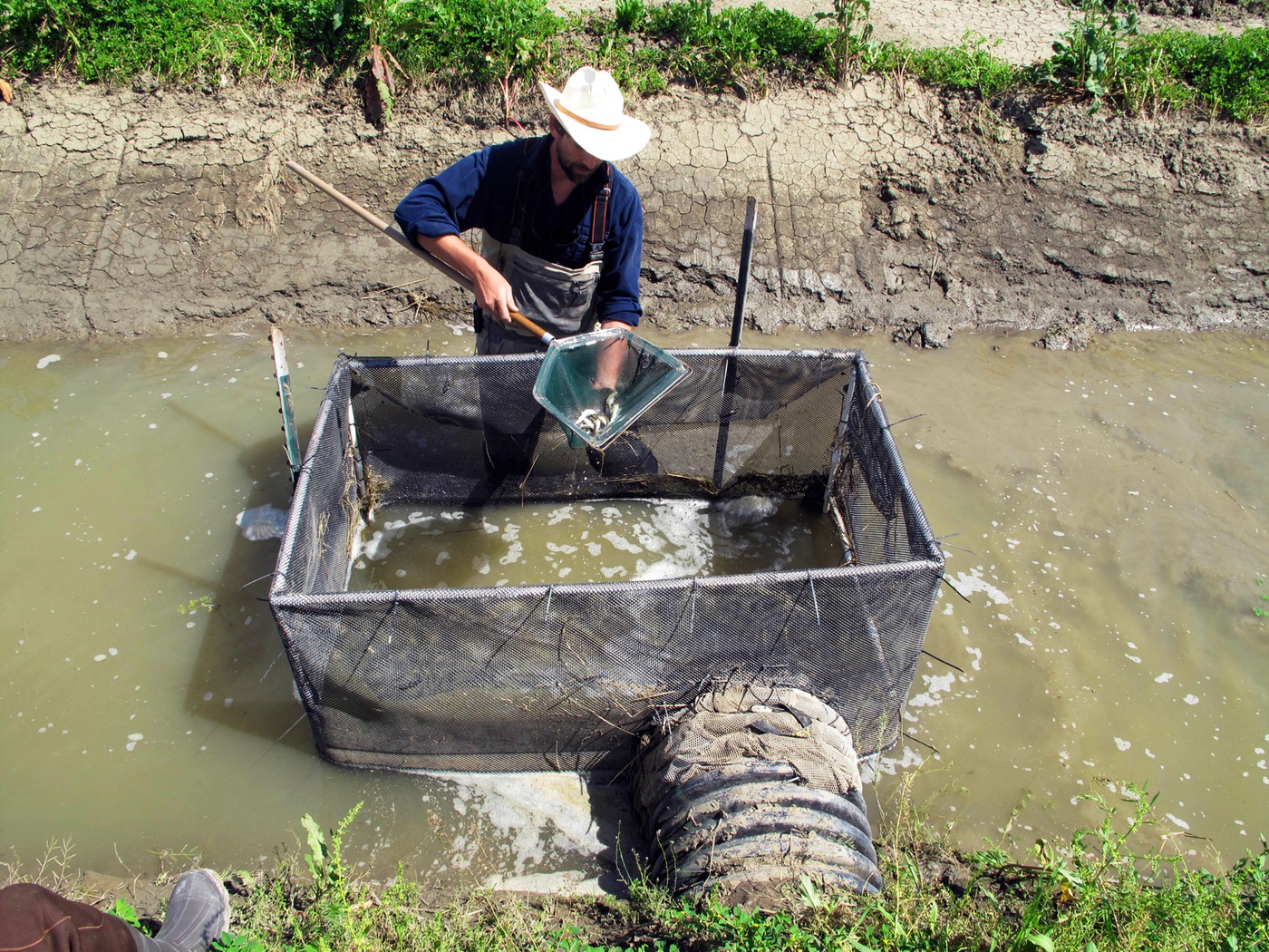 Biologist Jacob Katz counts juvenile salmon being trapped as water drains from a flooded rice field near Woodland, California. (Tracie Cone, AP)