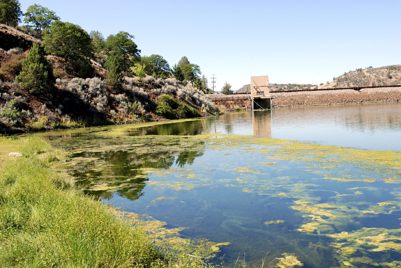 An algae bloom in the reservoir behind Iron Gate Dam on the Klamath River near Hornbrook, California. (Jeff Barnard, AP)