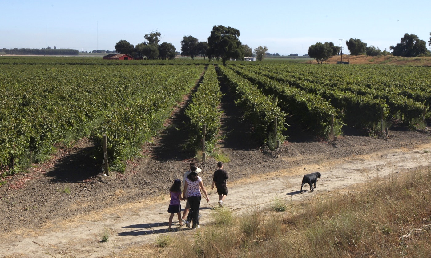 A family strolls along rows of grape vines in a field near Clarksburg, Calif., one of the communities likely to be affected by habitat restoration plans. (Rich Pedroncelli, Associated Press)