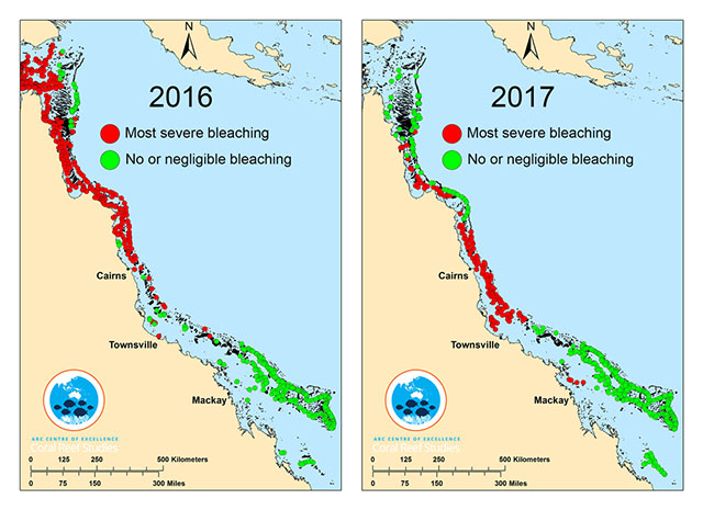 According to Dean Miller, this year's Great Barrier Reef coral bleaching event has taken scientists "by surprise by its severity and extent" and is occurring much further south than last year's, which killed 22 percent of the reef. (Photo: Courtesy of ARC Centre of Excellence for Coral Reef Studies)