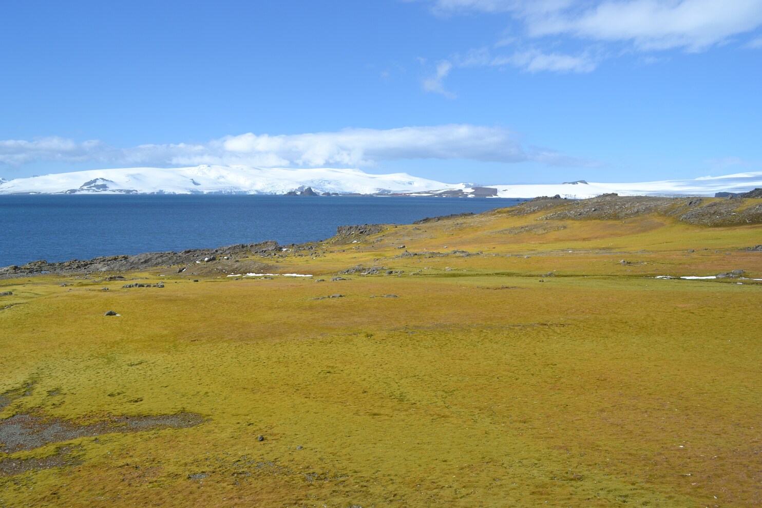 Green Island moss bank with icebergs in background. (Matt Amesbury)