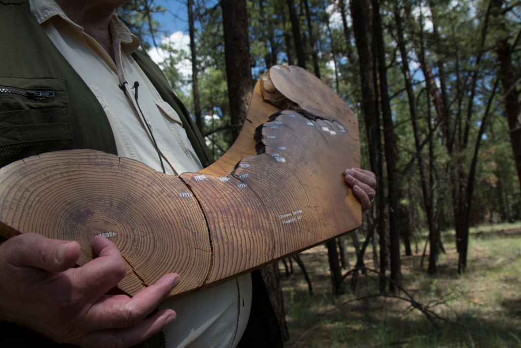 Wally Covington carries a cross section of a ponderosa pine tree that began growing in the 1600s to demonstrate the importance of fire in forests. The tree slice shows the story of forest policy over 500 years. It’s lined with fire scars until 1876 when most natural fires stopped. After that, the tree had to compete for nutrients, making it more vulnerable to disease, drought and more destructive fires. Millions of trees throughout the country are growing under these conditions.