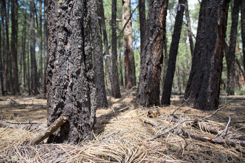 An unhealthy forest is known as a dog-hair thicket because it is dense, like the hair on the back of a dog. This forest is prone to fire because the smaller, thinner trees are more likely to burn and allow fires to climb. Once a fire gets into the tops of trees, it becomes what is known as a crown fire, which spreads by hopping from tree to tree.Credit: Emmanuel Martinez/Reveal