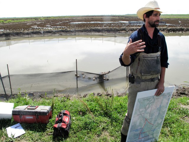 Biologist Jacob Katz stands in front of a flooded field of rice near Woodland, California. where juvenile salmon spent six weeks fattening up for their swim to the Golden Gate.Tracie Cone, AP