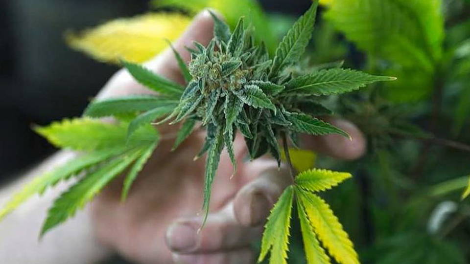 H04 marijuana