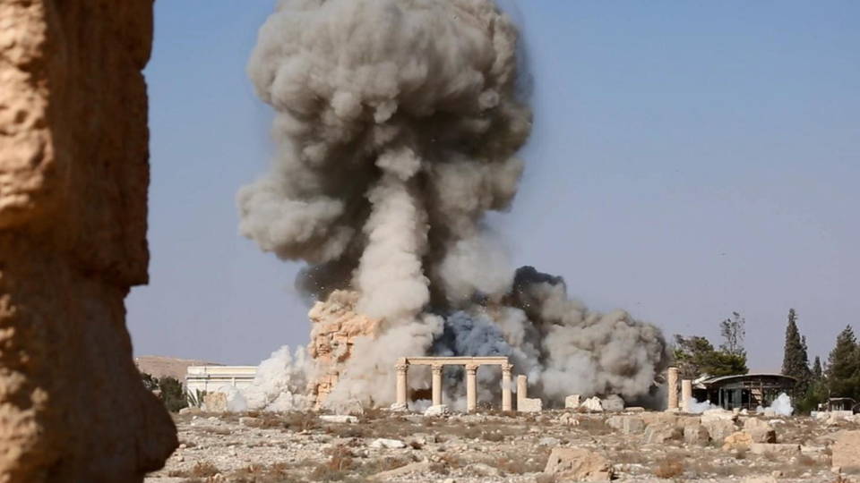 H11 palmyra