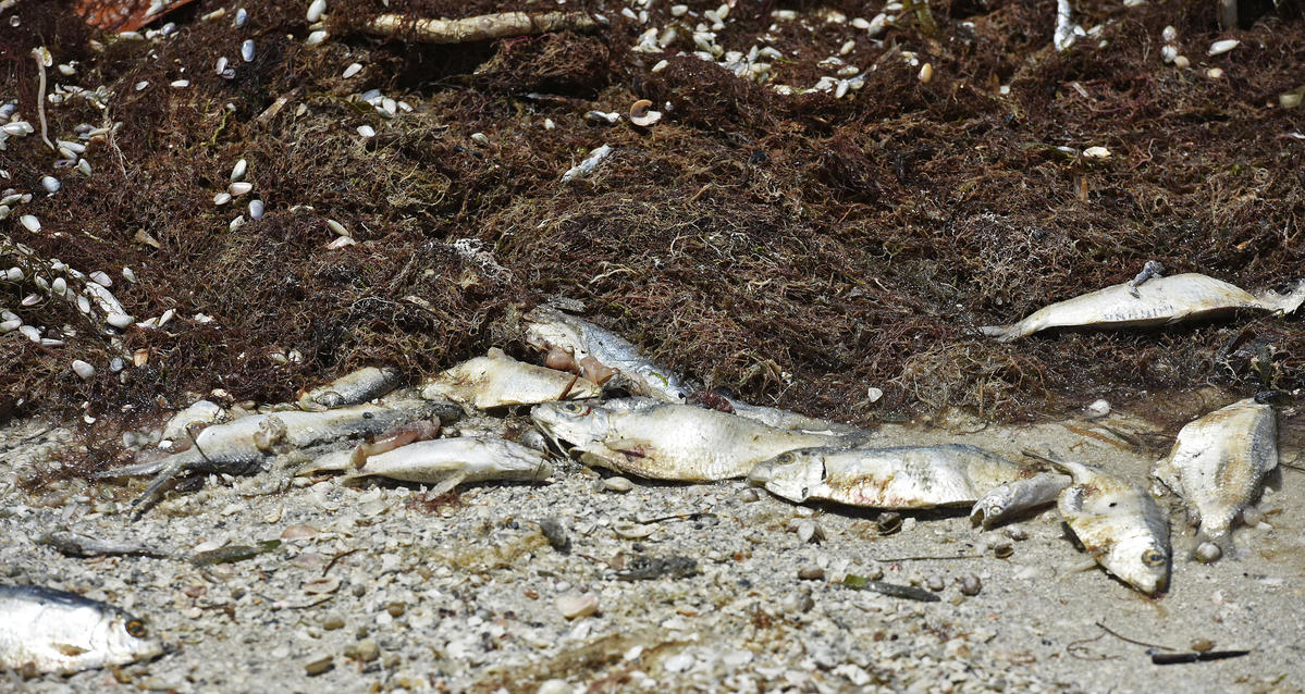 Toxic Algae Blooms in Florida. © Steve Nesius