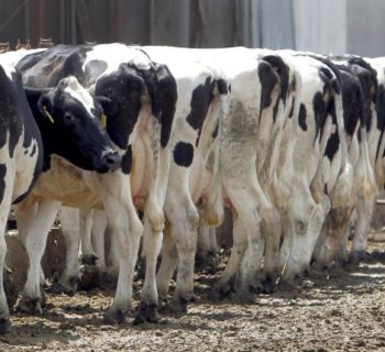 Dairy cows feed in Chino, California April 25, 2012.  REUTERS/Alex Gallardo