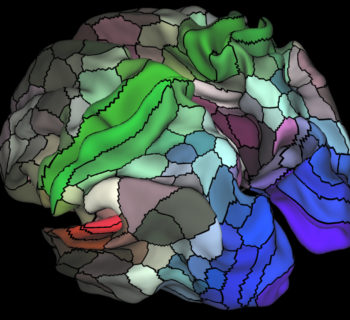 A 180-area multimodal human cortical parcellation on the left and right hemisphere surfaces of the human brain is pictured in this undated handout image. Neuroscientists have devised the most comprehensive map ever made of the cerebral cortex, the part of the brain responsible for  higher cognitive functions like abstract thought, language and memory.    Matthew F. Glasser, David C. Van Essen/Handout via REUTERS  ATTENTION EDITORS - THIS IMAGE WAS PROVIDED BY A THIRD PARTY. EDITORIAL USE ONLY. NO RESALES. NO ARCHIVE. - RTSIWA9