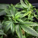 FILE PHOTO:  Marijuana plants for sale are displayed at the medical marijuana farmers market at the California Heritage Market in Los Angeles, California, U.S. on July 11, 2014.   REUTERS/David McNew/File Photo